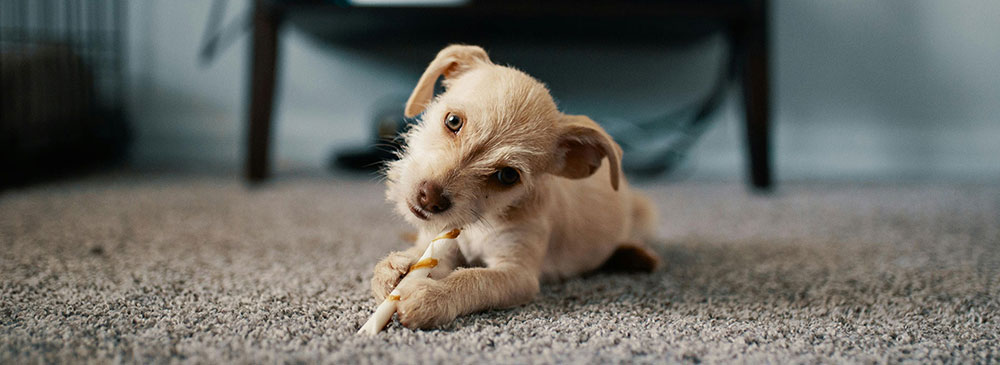 Showcase your Animal Care business to local Calgary area customers.