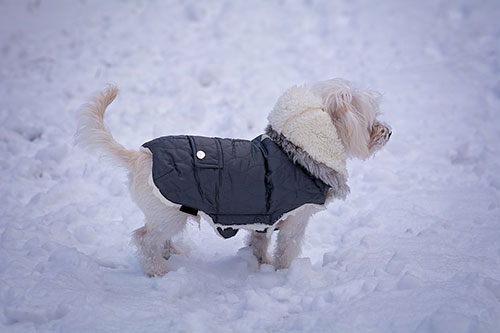 Showcase your Animal Care accessory business to local Calgary area customers.