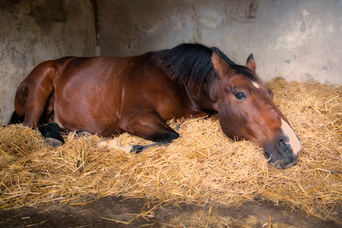 Showcase your Animal Rescue group to local Calgary area customers.